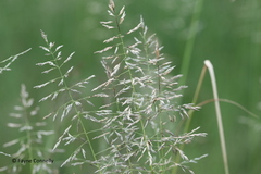 Eragrostis chloromelas