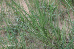 Eragrostis chloromelas