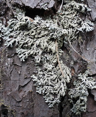 Hypogymnia farinacea