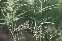 Eragrostis chloromelas