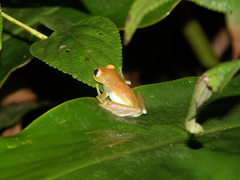 Boophis viridis