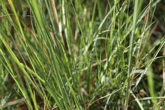 Eragrostis chloromelas