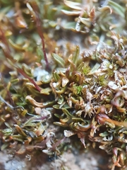 Aloina