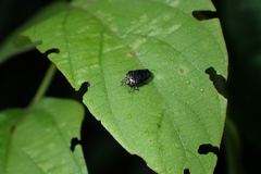 Trachys auricollis