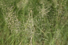 Eragrostis chloromelas