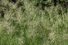 Eragrostis chloromelas