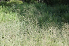Eragrostis chloromelas