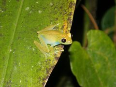 Boophis viridis