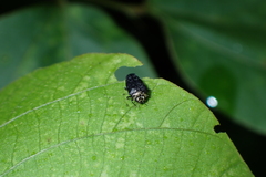 Trachys auricollis