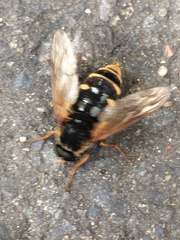 Sericomyia silentis