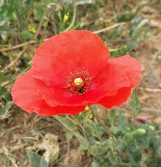 Papaver rhoeas