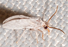 Semidalis