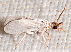 Semidalis