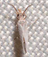 Semidalis