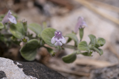Clinopodium insulare