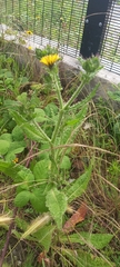 Helminthotheca echioides