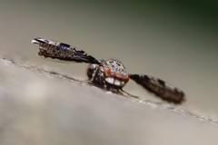 Callopistromyia strigula