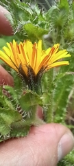 Helminthotheca echioides
