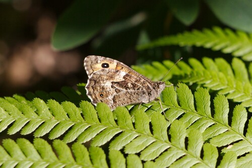 Grayling photo 6