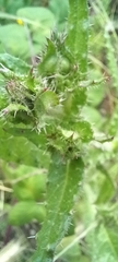 Helminthotheca echioides