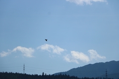 Columba livia domestica
