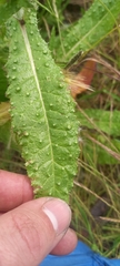 Helminthotheca echioides