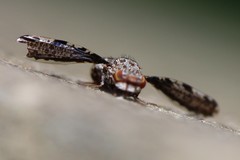Callopistromyia strigula