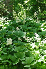 Rodgersia podophylla