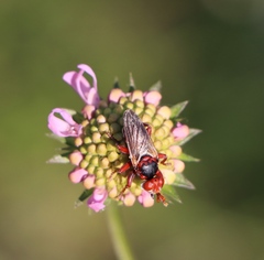 Myopa dorsalis