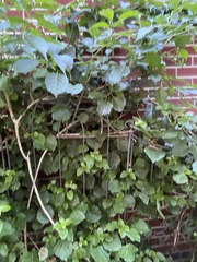 Hydrangea petiolaris