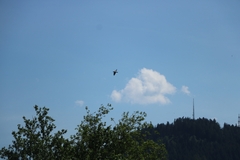 Columba livia domestica