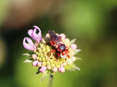 Myopa dorsalis