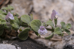 Clinopodium insulare