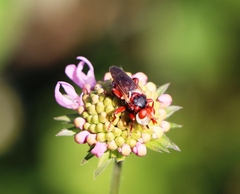 Myopa dorsalis
