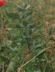 Chenopodium album