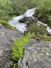 Athyrium distentifolium