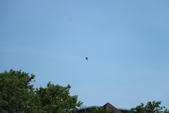 Columba livia domestica