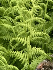 Athyrium distentifolium