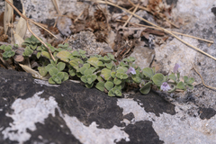 Clinopodium insulare