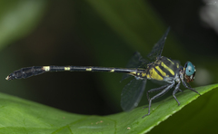 Heliogomphus
