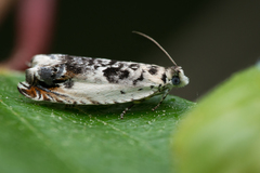 Ancylis laetana