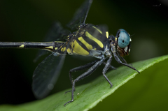 Heliogomphus