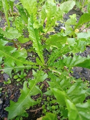 Taraxacum