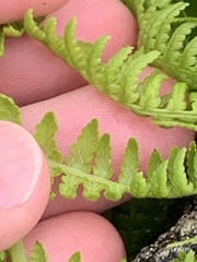 Athyrium distentifolium