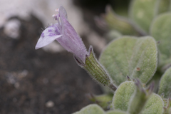 Clinopodium insulare