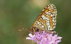 Melitaea deione