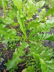 Taraxacum