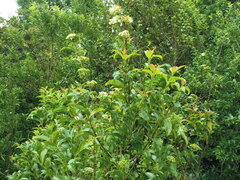 Viburnum costaricanum