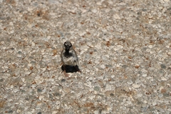 Passer domesticus