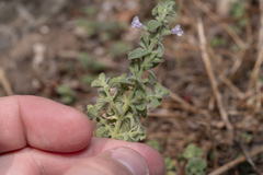 Clinopodium insulare